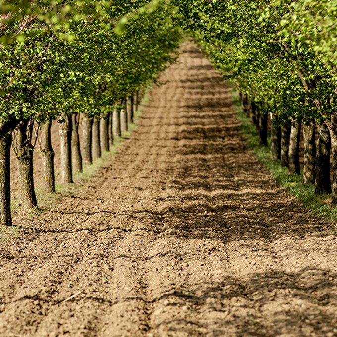 Είσαι παραγωγός ξηρών καρπών; Η carpebo αγοράζει την σοδειά σου!