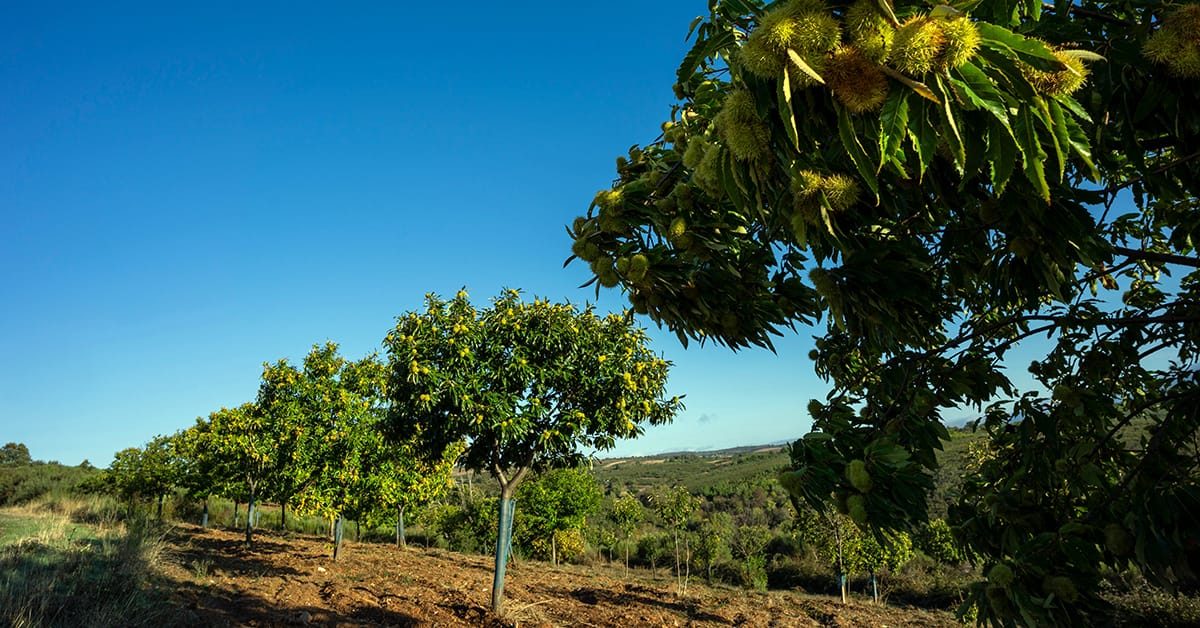 Ενημέρωση Carpebo για παραγωγή ελληνικών καρυδιών σοδειάς 2025