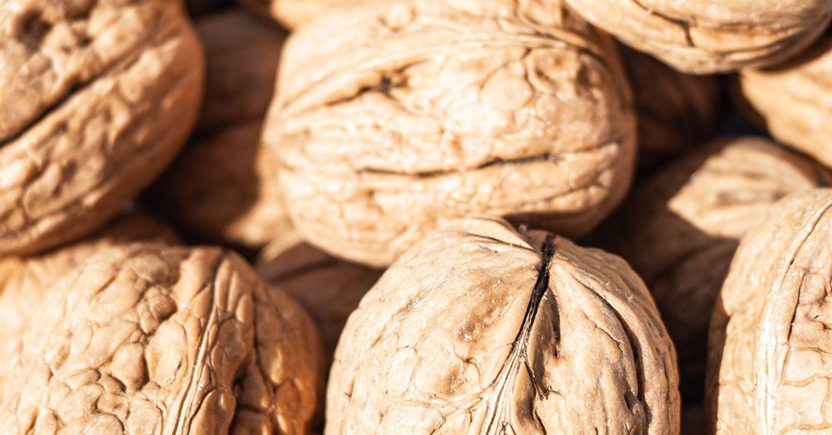 Καρύδια Με Κέλυφος Χονδρική - Χονδρικό Εμπόριο Ξηρών Καρπών